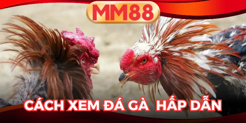 đá gà Thomo