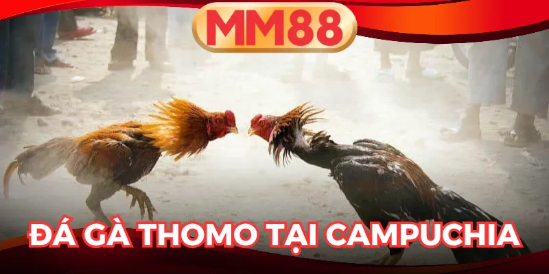 Đá gà Thomo