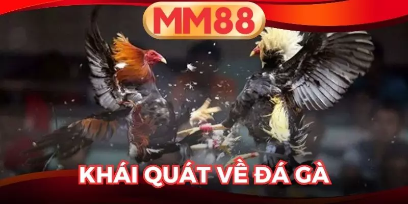 đá gà